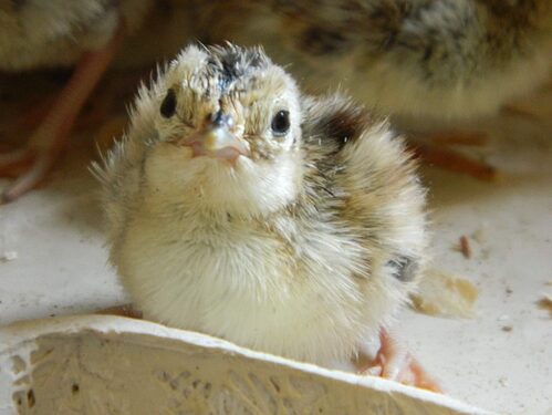 BabyQuail2-1024x768